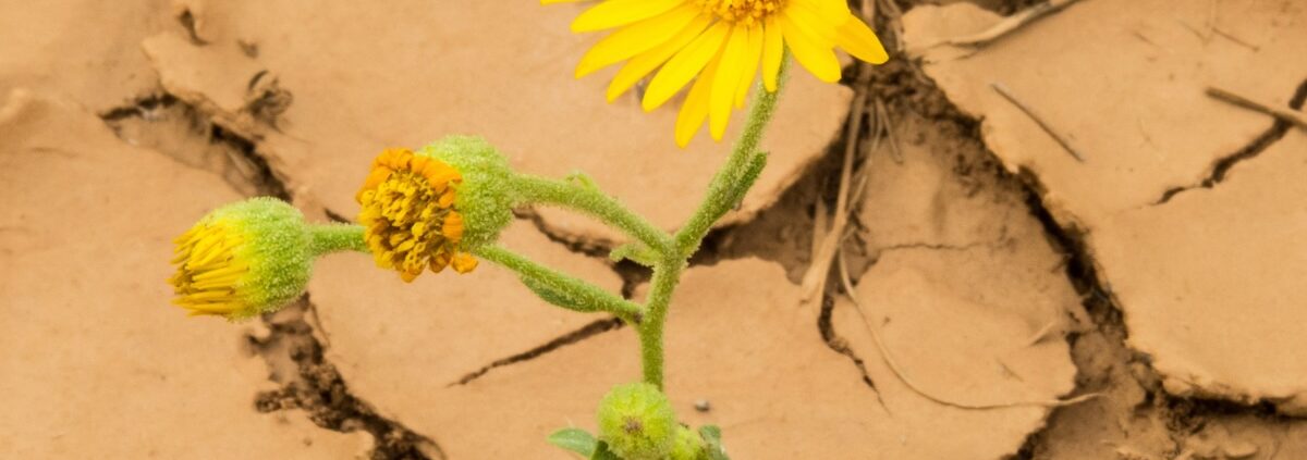 Hump of the week: Krise braucht Optimismus 1 Hump of the week: Krise braucht Optimismus (Aktienmarkt: Korrektur oder Crash?)